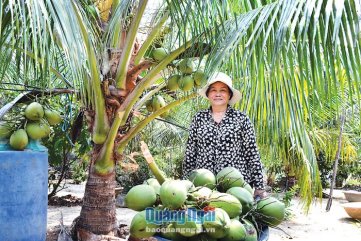 Nắng nóng, trồng dừa xiêm lùn "trúng mánh", 1 cây cho 2 triệu
