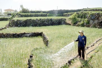 Đảo Lý Sơn thiếu nước ngọt trầm trọng