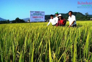 Giống lúa Thiên ưu 8 năng suất cao, chất lượng tốt