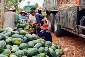 Người dân trồng dưa hấu ở Quảng Ngãi: Mồ hôi mặn và những vụ mùa cay đắng