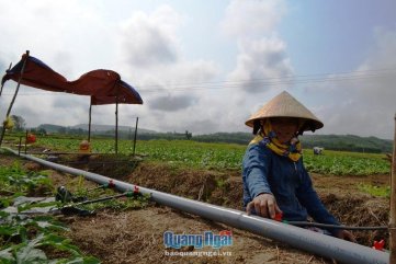 Nỗi niềm của người trồng dưa ở Bình Thanh Tây
