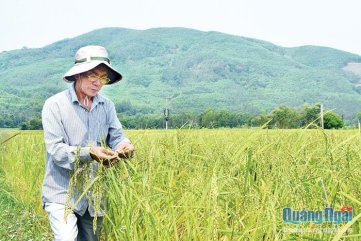 Xây dựng thương hiệu nếp ngự Sa Huỳnh