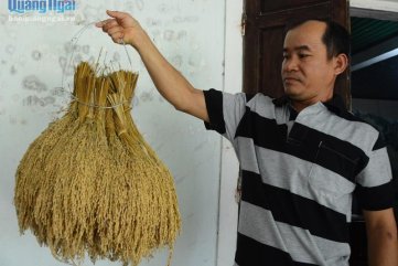 Khôi phục đặc sản rượu nếp Cút "Hạ thổ bách nhựt"