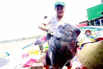 Ngư dân miền Trung trúng lớn