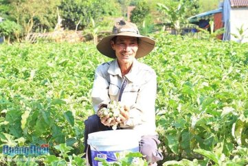 Quảng Ngãi: Ở nơi này dân đổi đời nhờ... cà pháo
