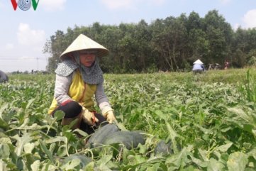 Nông dân Quảng Ngãi lại khóc ròng vì dưa hấu rớt giá, ế ẩm