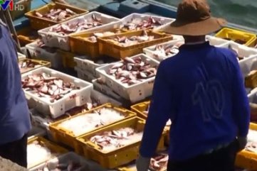 Ngư dân Quảng Ngãi trúng đậm hải sản